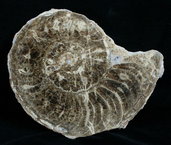 / Mammites Nodosoides Ammonite (Half) - Morocco #3987